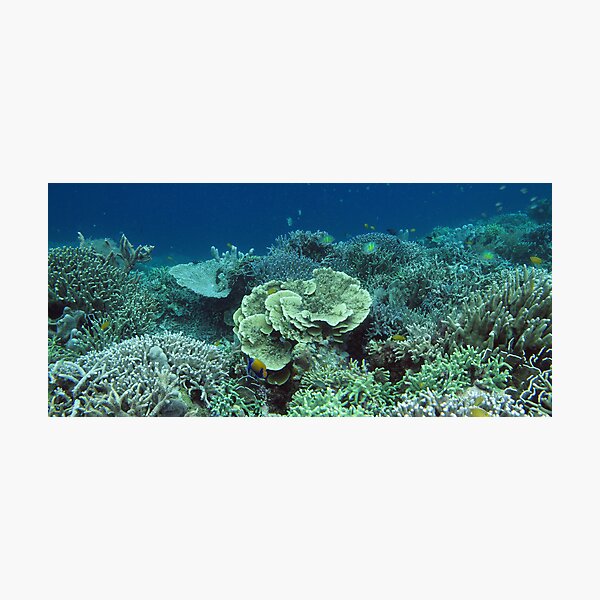 Coral at Wayag I Photographic Print