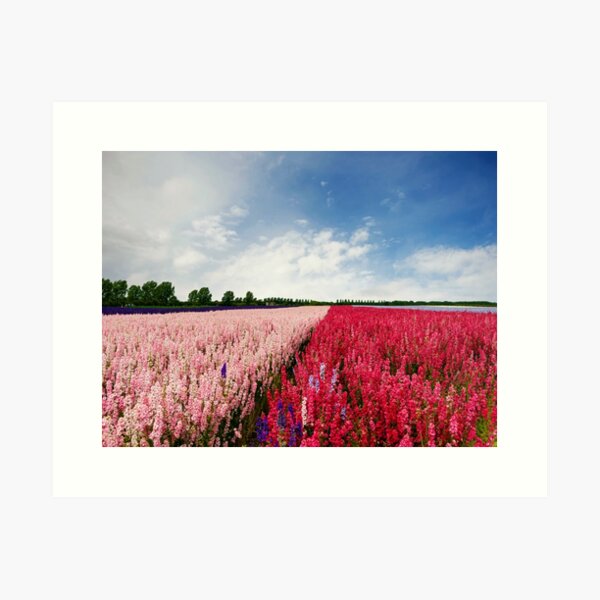 Delphiniums Art Print