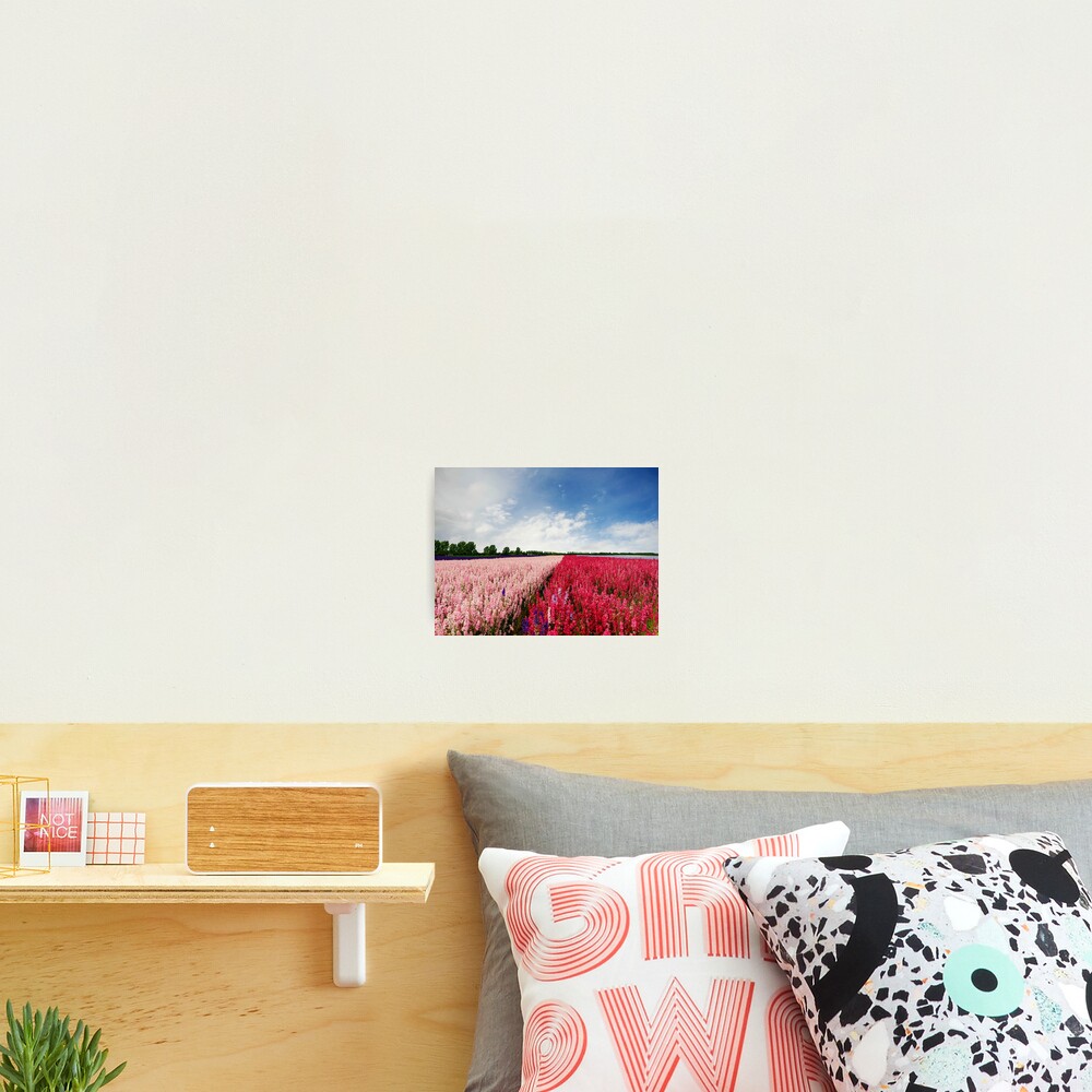 Delphiniums Photographic Print