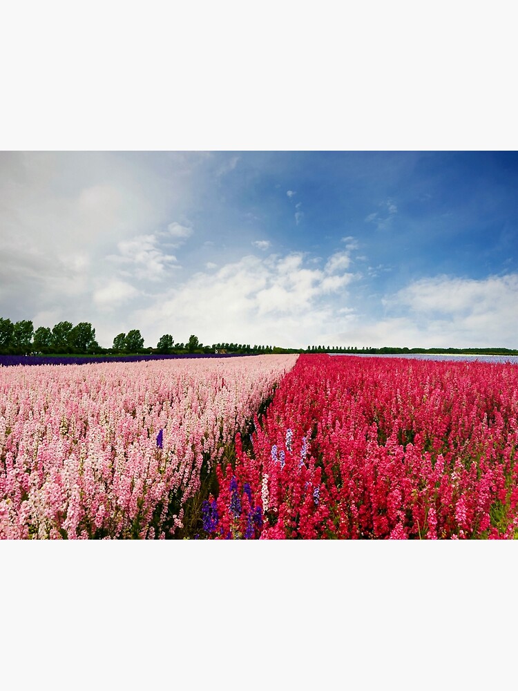 Delphiniums by ScenicViewPics