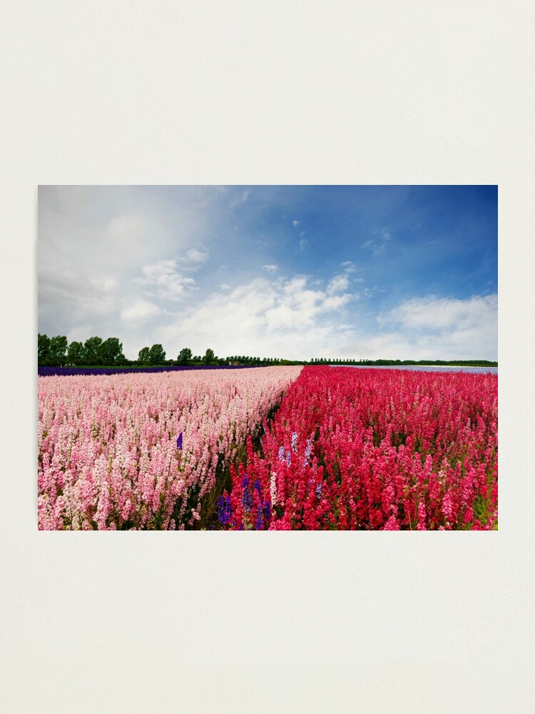 Alternate view of Delphiniums Photographic Print