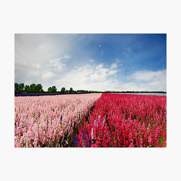 Delphiniums Photographic Print