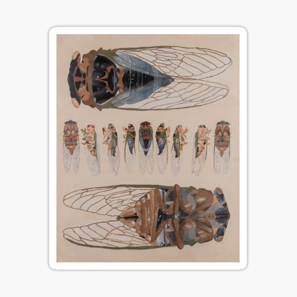 Cicadas Sticker