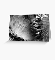 Thistle, Tilden Park, California Greeting Card