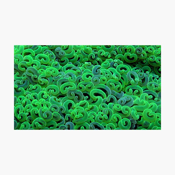 Euphyllid in Green Photographic Print