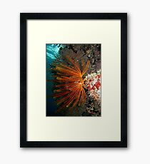 Wall at Misool Framed Print