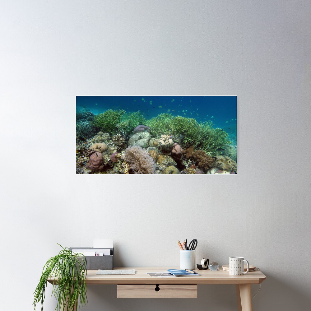 Reef at Misool Poster