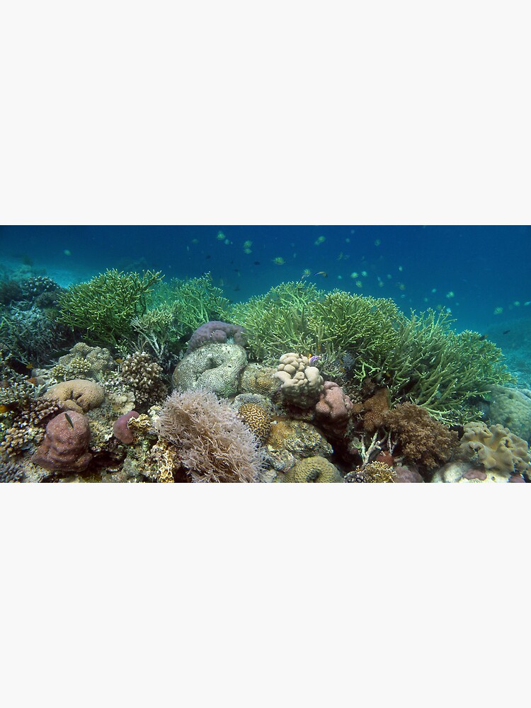 Reef at Misool by neoniphon