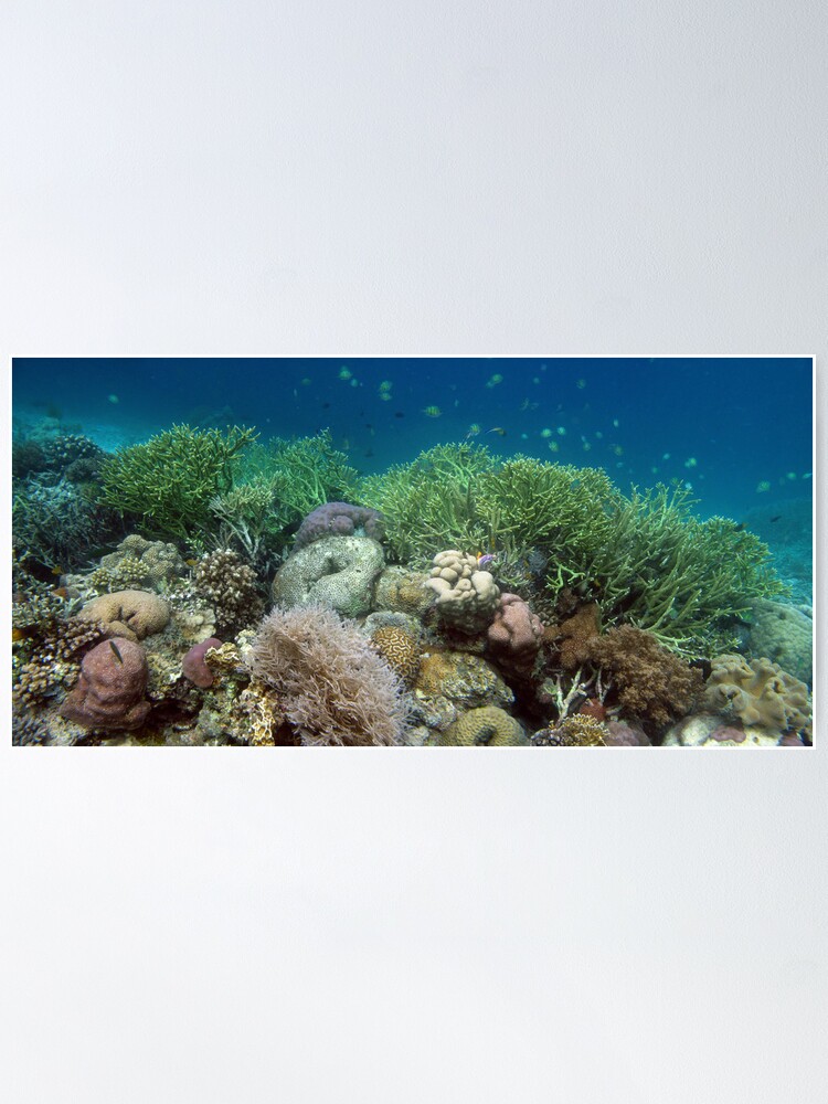 Alternate view of Reef at Misool Poster