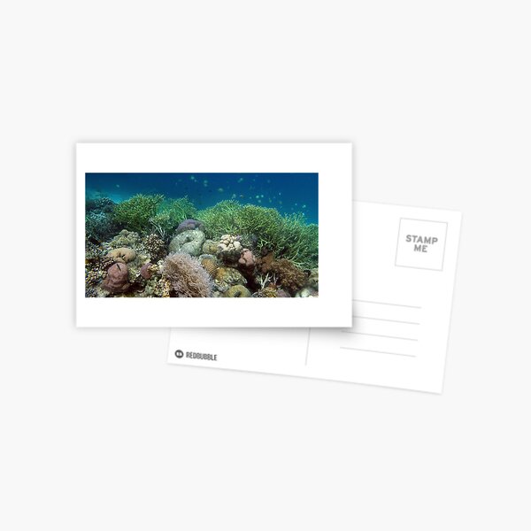Reef at Misool Postcard
