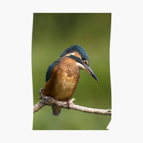 Kingfisher Poster