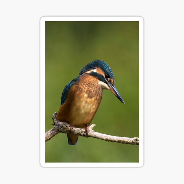 Kingfisher Sticker