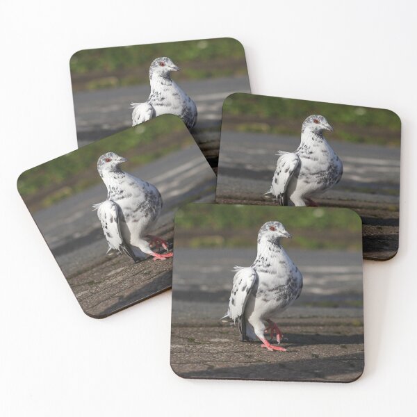 Artikelvorschau, Posing Taube entworfen und verkauft von GreyFeatherPhot.