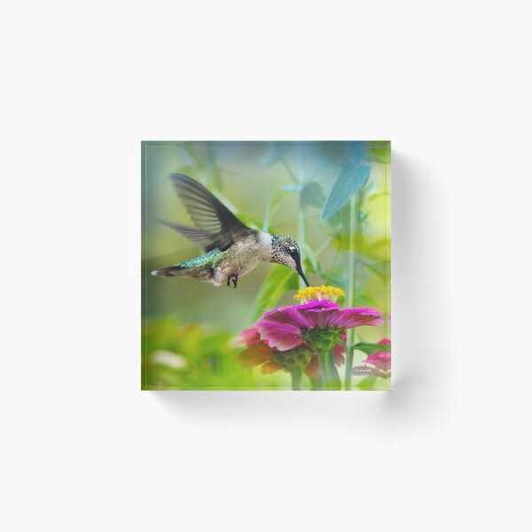 Sweet Hummingbird Square Acrylic Block