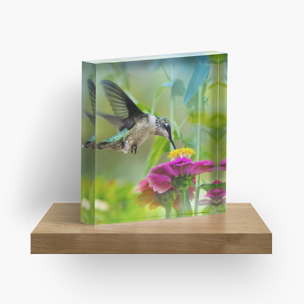 Sweet Hummingbird Square Acrylic Block