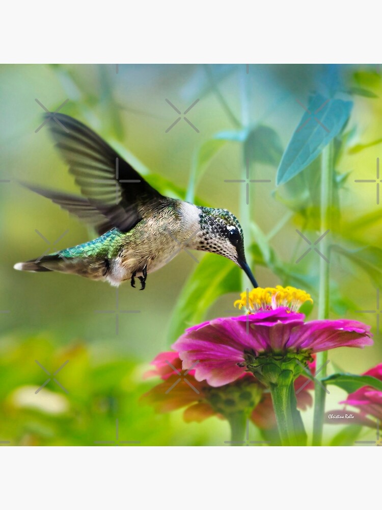Sweet Hummingbird Square by rollosphotos