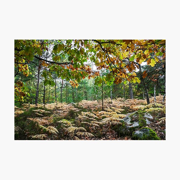 Fontainebleau Forrest, Autumn 2015 Photographic Print