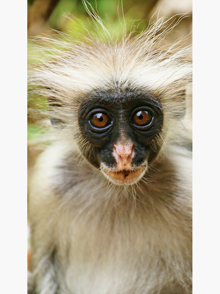 Red Colobus monkey by rogersmith