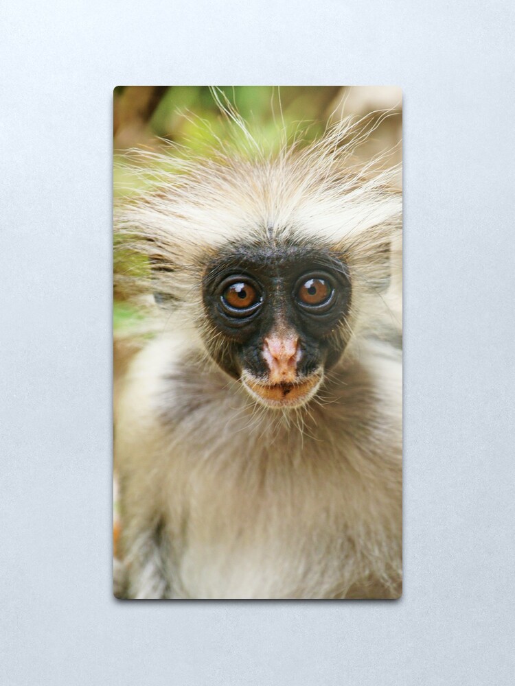Alternate view of Red Colobus monkey Metal Print