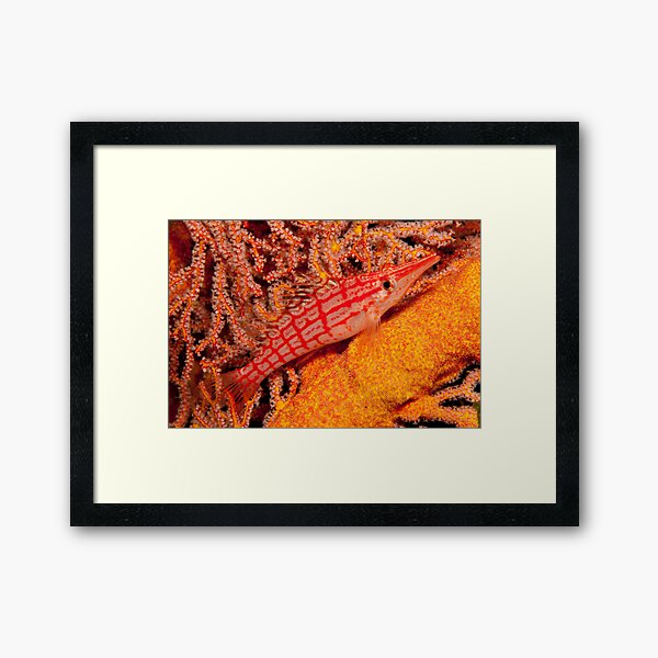 Longnose Hawkfish, Papua New Guinea Framed Art Print