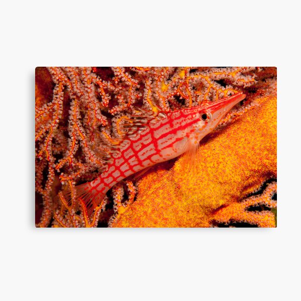 Longnose Hawkfish, Papua New Guinea Canvas Print