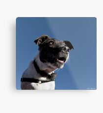 No more treats? I can’t believe it!! Metal Print