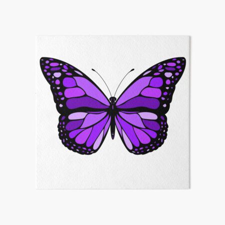 purple butterfly picture