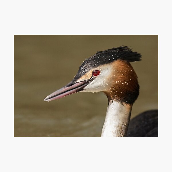 Great Crested Grebe Photographic Print