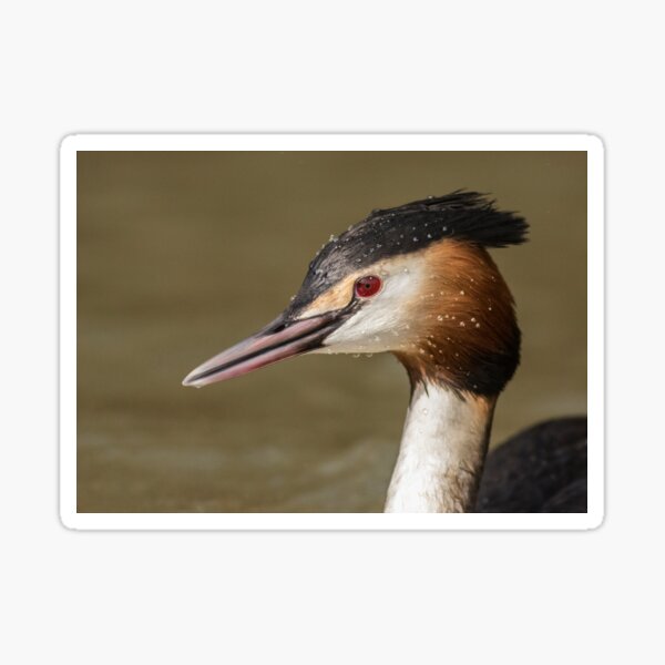 Great Crested Grebe Sticker