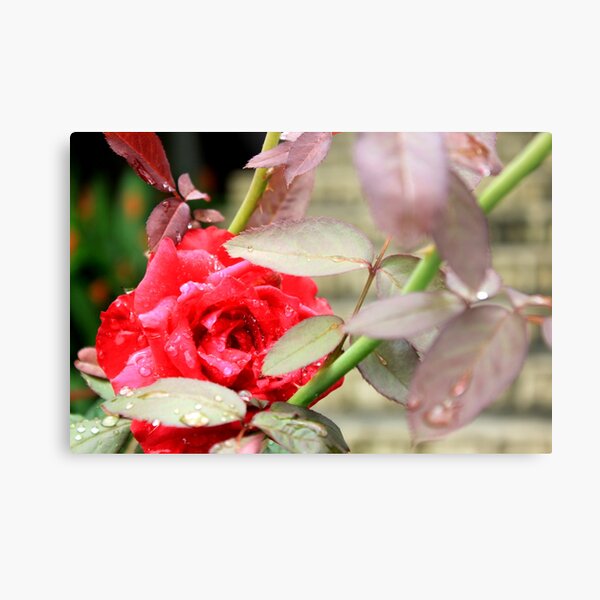 Rain Kissed Rose Metal Print