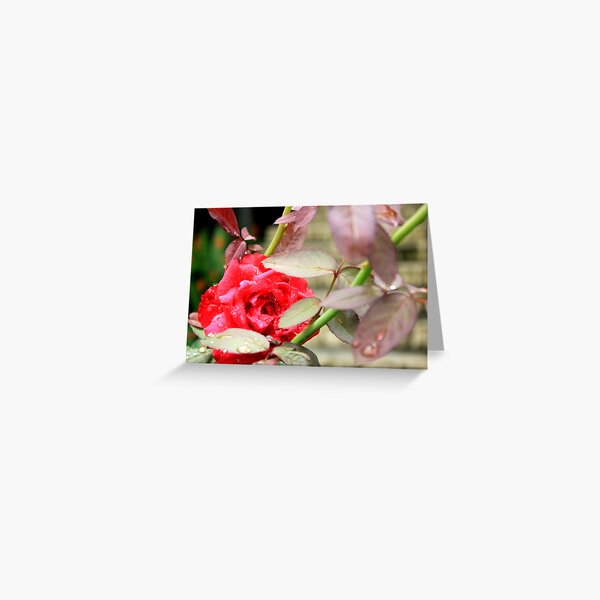 Rain Kissed Rose Greeting Card