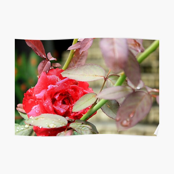 Rain Kissed Rose Poster