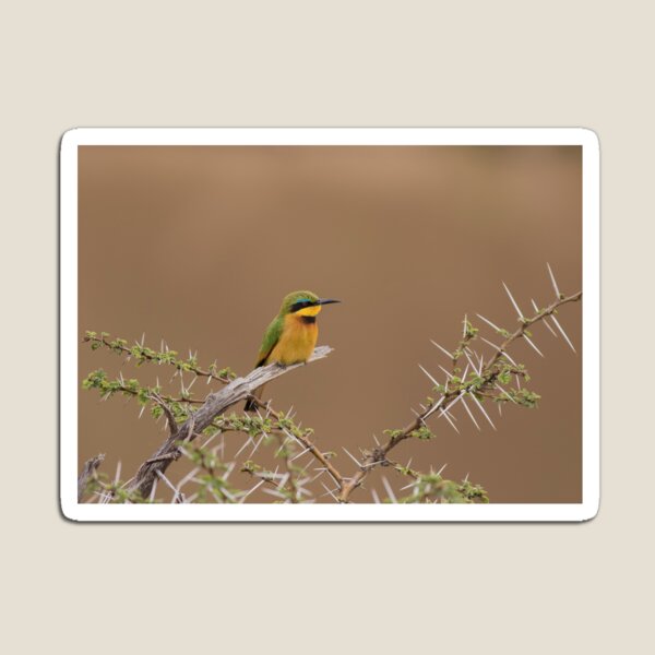 Little Bee Eater Magnet