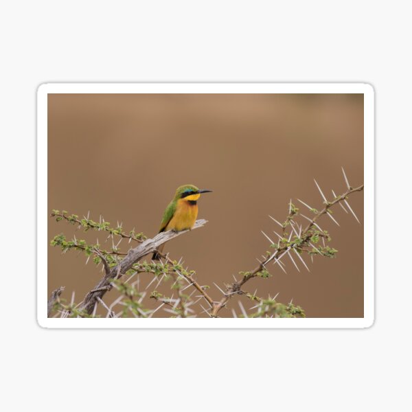 Little Bee Eater Sticker