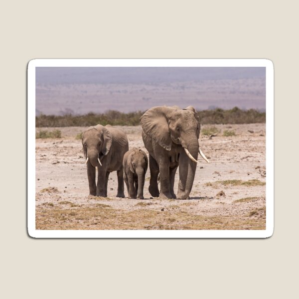 African Elephant Family Magnet