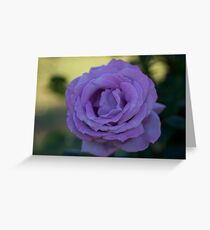 TWO TONE ROSE Greeting Card