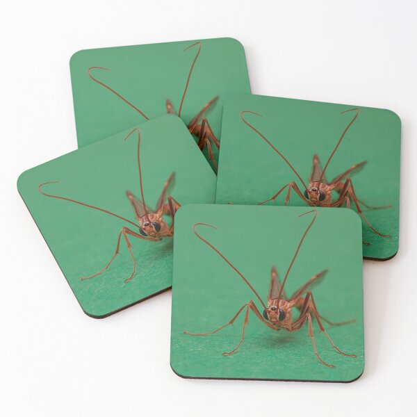 Item preview, Ophion obscuratus designed and sold by Dan Newton.