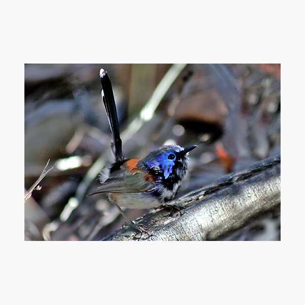 Fairywren mit lila Rücken Fotodruck