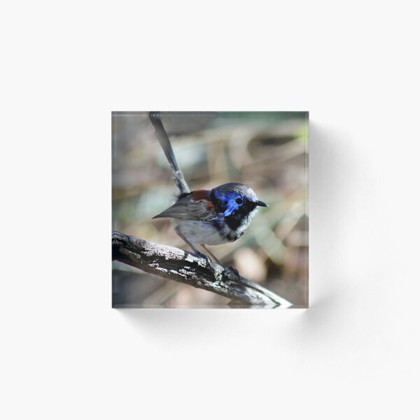 Fairywren mit lila Rücken Acrylblock