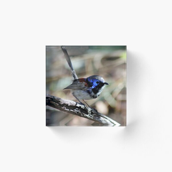 Item preview, Purple-backed fairywren designed and sold by jef braund.