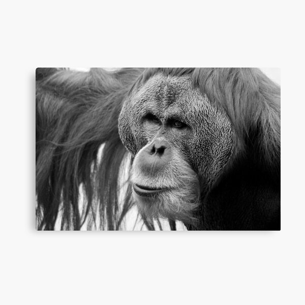 HSING HSING Canvas Print