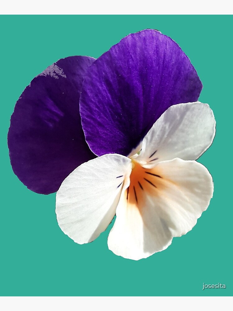 Tarjetas de felicitación «Pensamiento Flor Viola tricolor Pensamiento  Pensée» de josesita | Redbubble