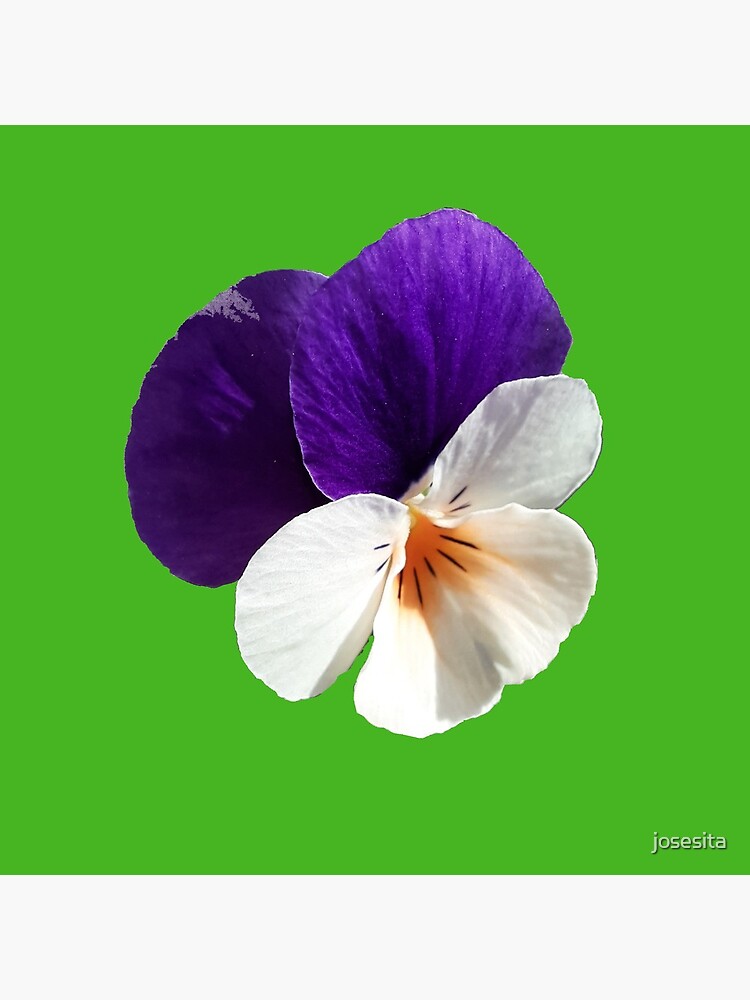 Bolsa de tela «Pensamiento Flor Viola tricolor Pensamiento Pensée» de  josesita | Redbubble