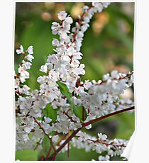 Flowers, flowers, flowers. Poster