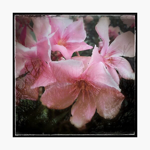 Pink flower and tree Photographic Print