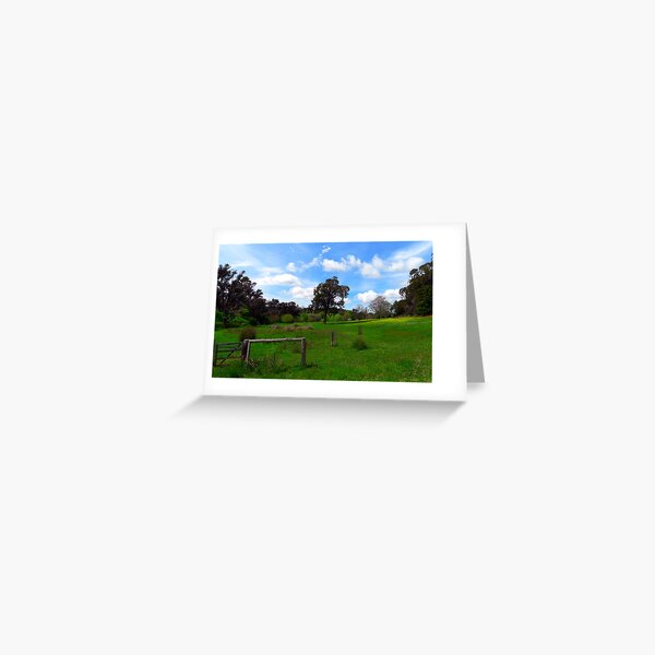 Blackbutt (Euc. patens) - Robert Mann Greeting Card