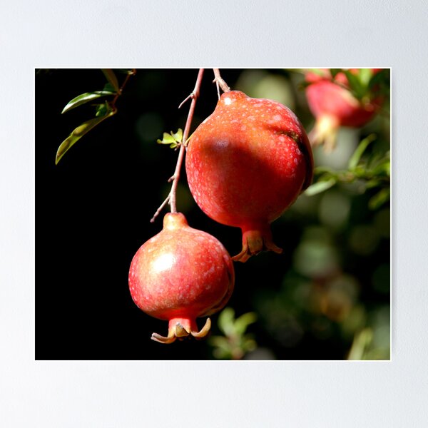 Artikelvorschau, Pomegranate entworfen und verkauft von mojgan.