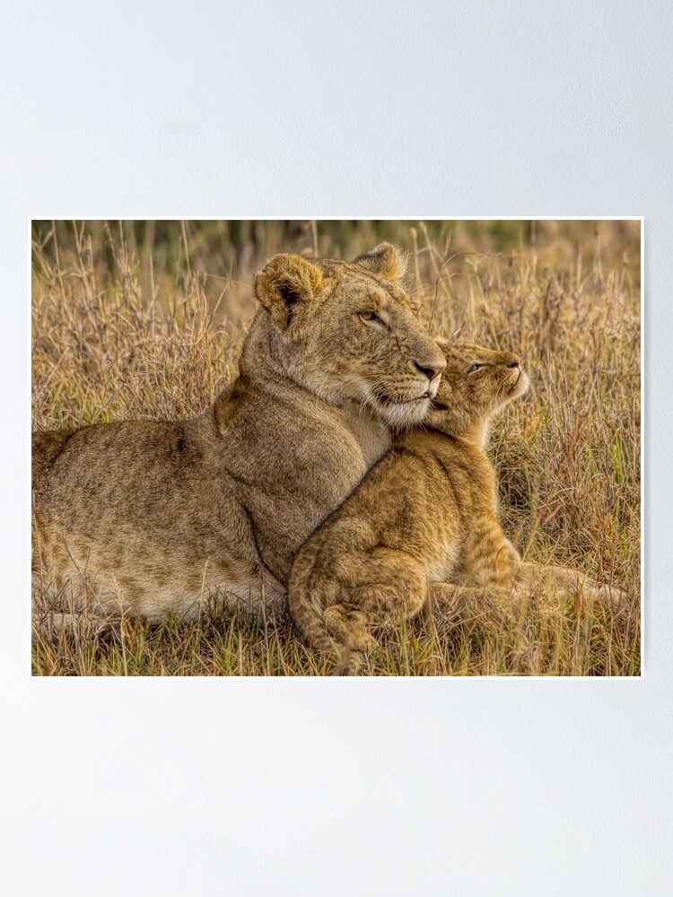 Poster Lion Bebe Avec La Mere Par Henryjager Redbubble