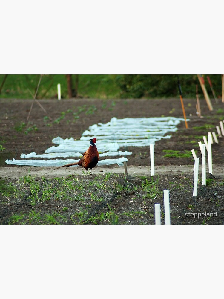 Thumbnail 2 of 2, Postcard, Wild pheasant supervising the school gardens designed and sold by steppeland.