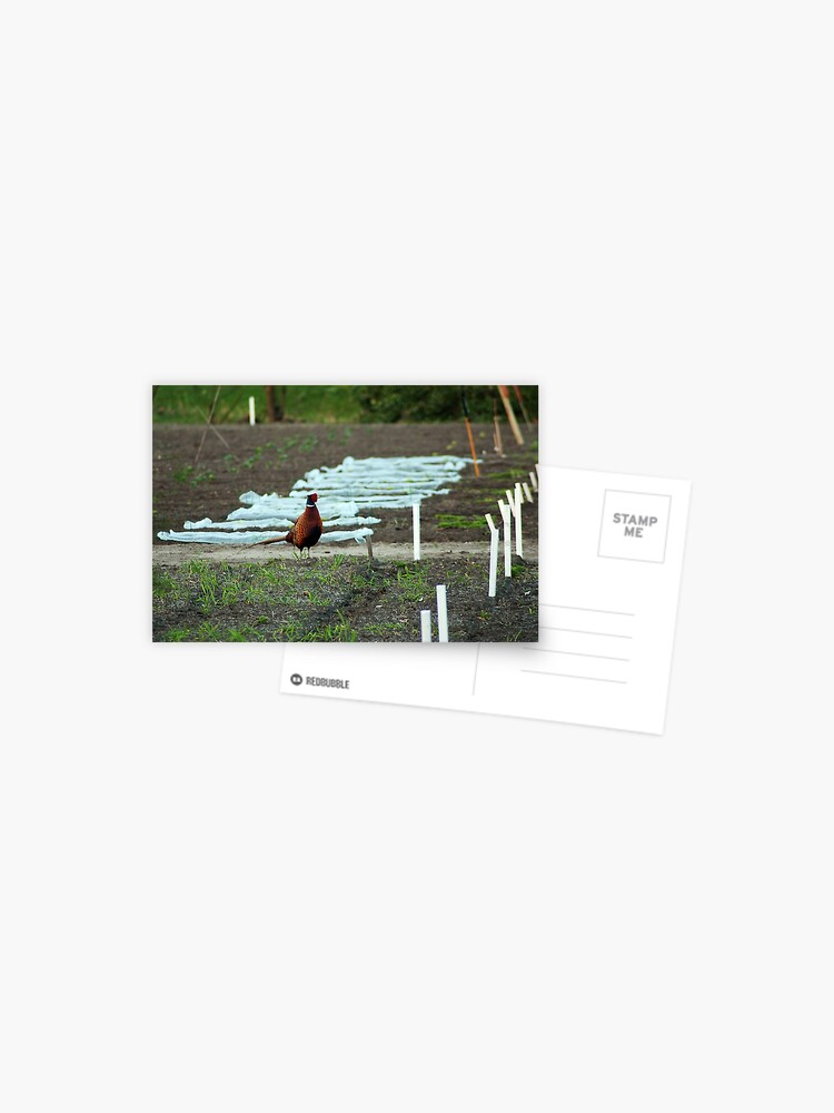Thumbnail 1 of 2, Postcard, Wild pheasant supervising the school gardens designed and sold by steppeland.